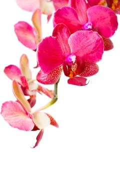 Purple orchid isolated on white background Stock Photos