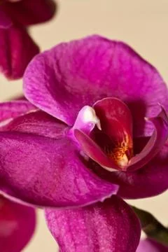 Purple orchid macro in portrait format Stock Photos