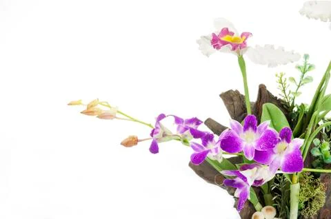 Purple Orchid on an old tree stump on white background. Stock Photos