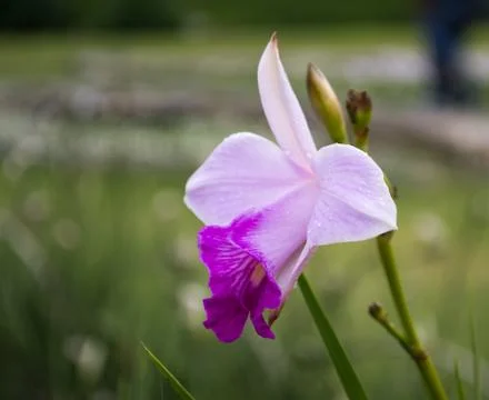  Purple orchid in one of the most beautiful gardens in Venezuela Stock Photos