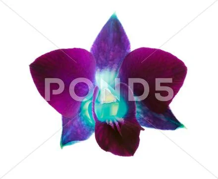Purple orchid Stock Photos