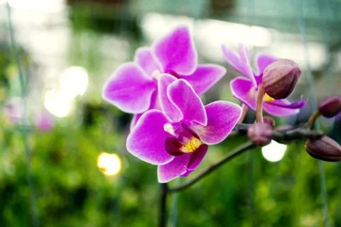 Purple orchid Stock Photos