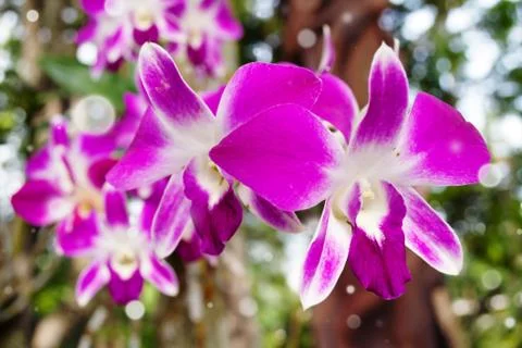 Purple orchid Stock Photos