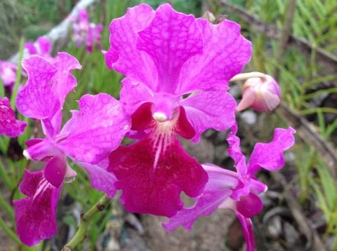 Purple orchid Stock Photos