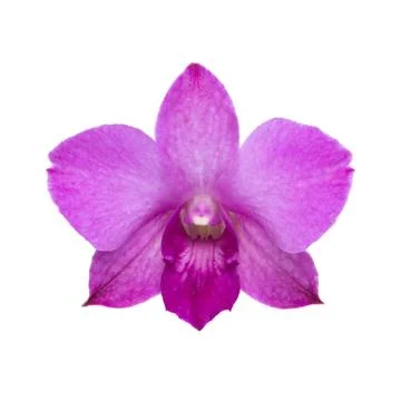 Purple orchid Stock Photos