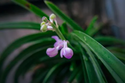 Purple orchid Stock Photos