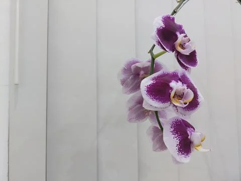 Purple orchid Stock Photos