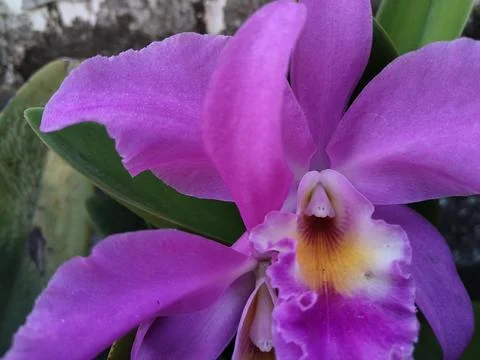 Purple Orchid Foto stock