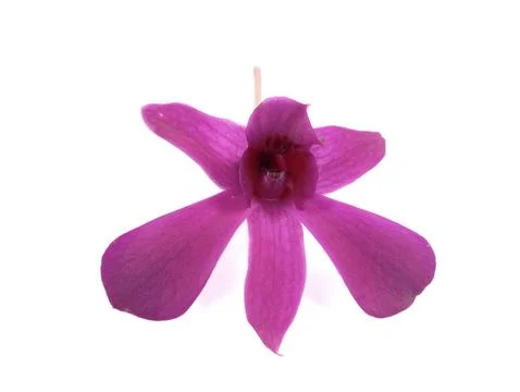 Purple Orchid  Stock Photos