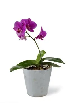 Purple orchid in pot. Stock Photos