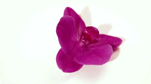 Purple orchid rotate Stock Footage 32305297