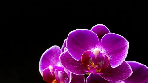 Purple orchid time lapse Stock Footage 137642950