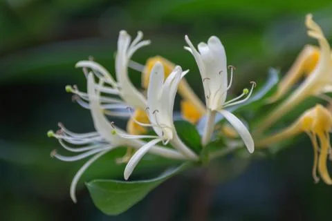 Purple orchid tree Stock Photos