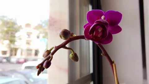 Purple orchid in a vase on a window Stock Footage 149139434