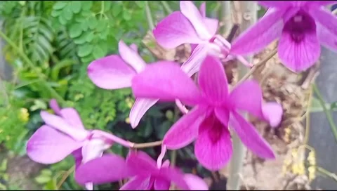 Purple orchid in the wind 库存影片 219732152