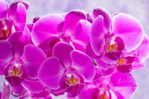 Purple orchids background Stock Photos