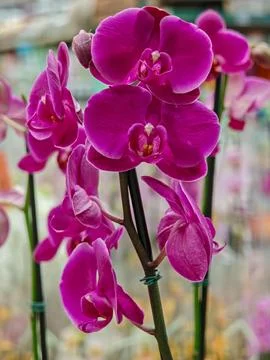 Purple orchids in bloom Stock Photos