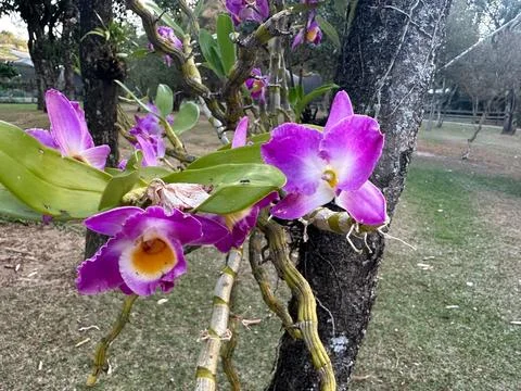Purple Orchids in Bloom Stock Photos