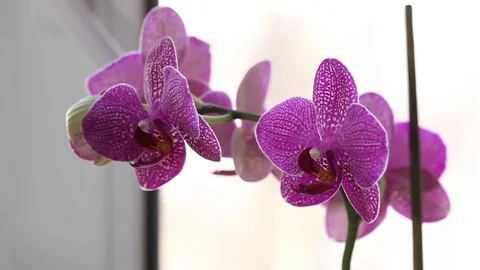 Purple orchids close-up background Stock Footage 73253792