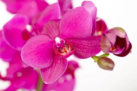 Purple orchids - close up Foto stock