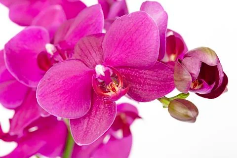 Purple orchids - close up Stock Photos