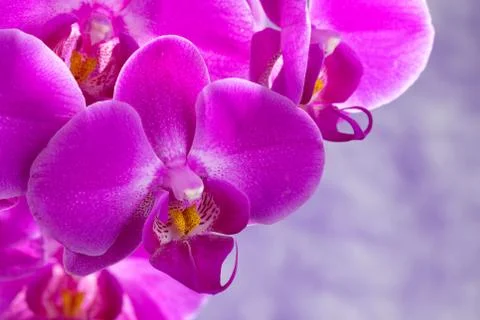 Purple orchids composition Stock Photos