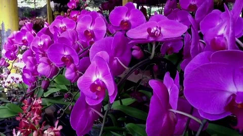 Purple Orchids Stock Footage 8508425