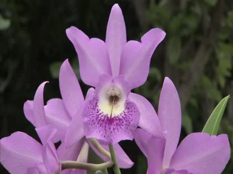 Purple Orchids Stock-Footage 22242802