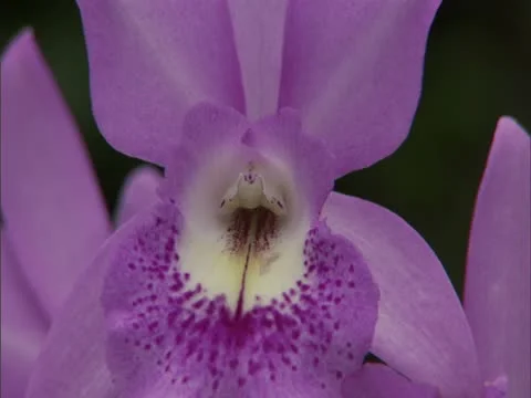 Purple Orchids Stock-Footage 22243685