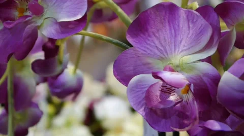 Purple orchids 動画素材 36742721