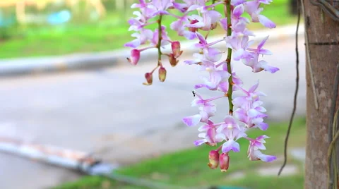 Purple orchids Stock Footage 61283895