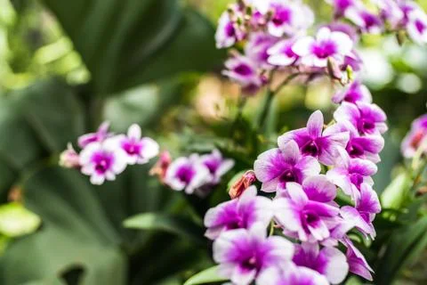 Purple orchids in a garden. Beautiful spring flowers with soft green backgrou Stock Photos