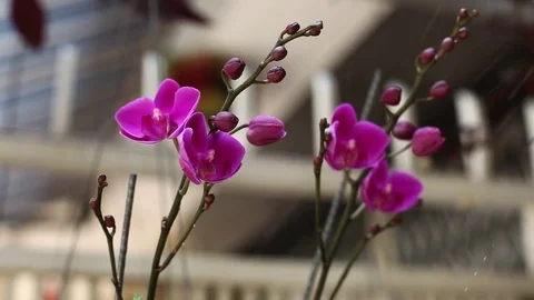 Purple orchids in the garden Stock Footage 75257423