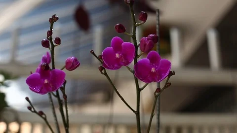Purple orchids in the garden Stock Footage 75257915