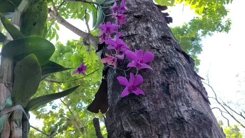 Purple orchids growing Stock Footage 206583023