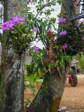 Purple orchids growing on tree trunks in a tropical rural area Stock Photos