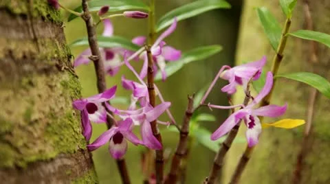 Purple Orchids in Jungle Stock Footage 21831038