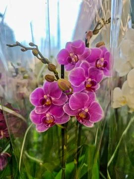 Purple orchids in packaging Stock Photos