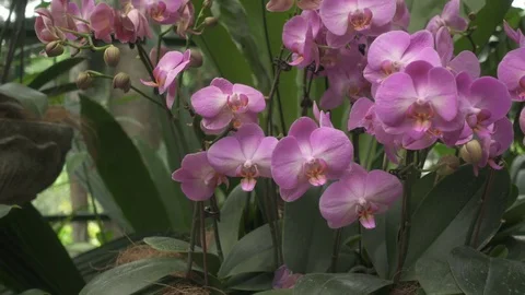 Purple orchids pan close up Stock Footage 76594009