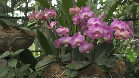 Purple Orchids pan Stock Footage 76593857