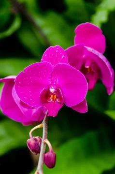 Purple orchids Stockfoto's