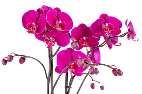 Purple orchids Фото