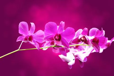 Purple orchids Stock Photos