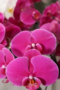 Purple orchids Stock Photos