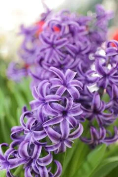 Purple orchids Stock Photos