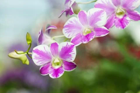 Purple orchids Stock Photos