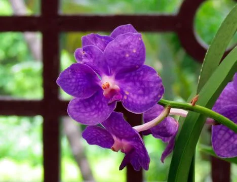 Purple orchids 写真素材