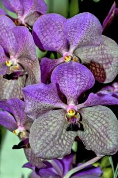 Purple orchids Stock Photos