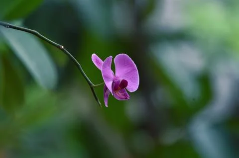 Purple orchids Stock Photos