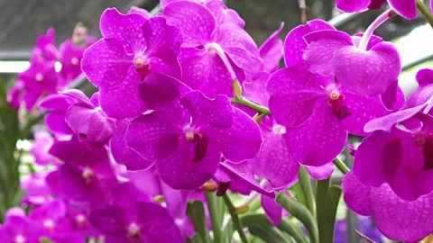 Purple orchids on the trees. Stock Footage 304942159